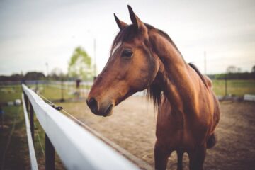 Derfor bør du vælge Hippolyt og Natures Best hestefoder til din hest